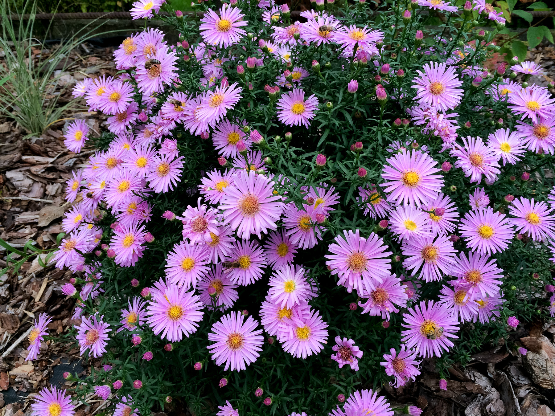 Aster 'Herbstgruss vom Bresserhof'
