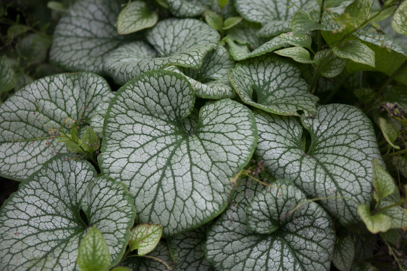 Brunera wielkolistna 'Alexander's Great'