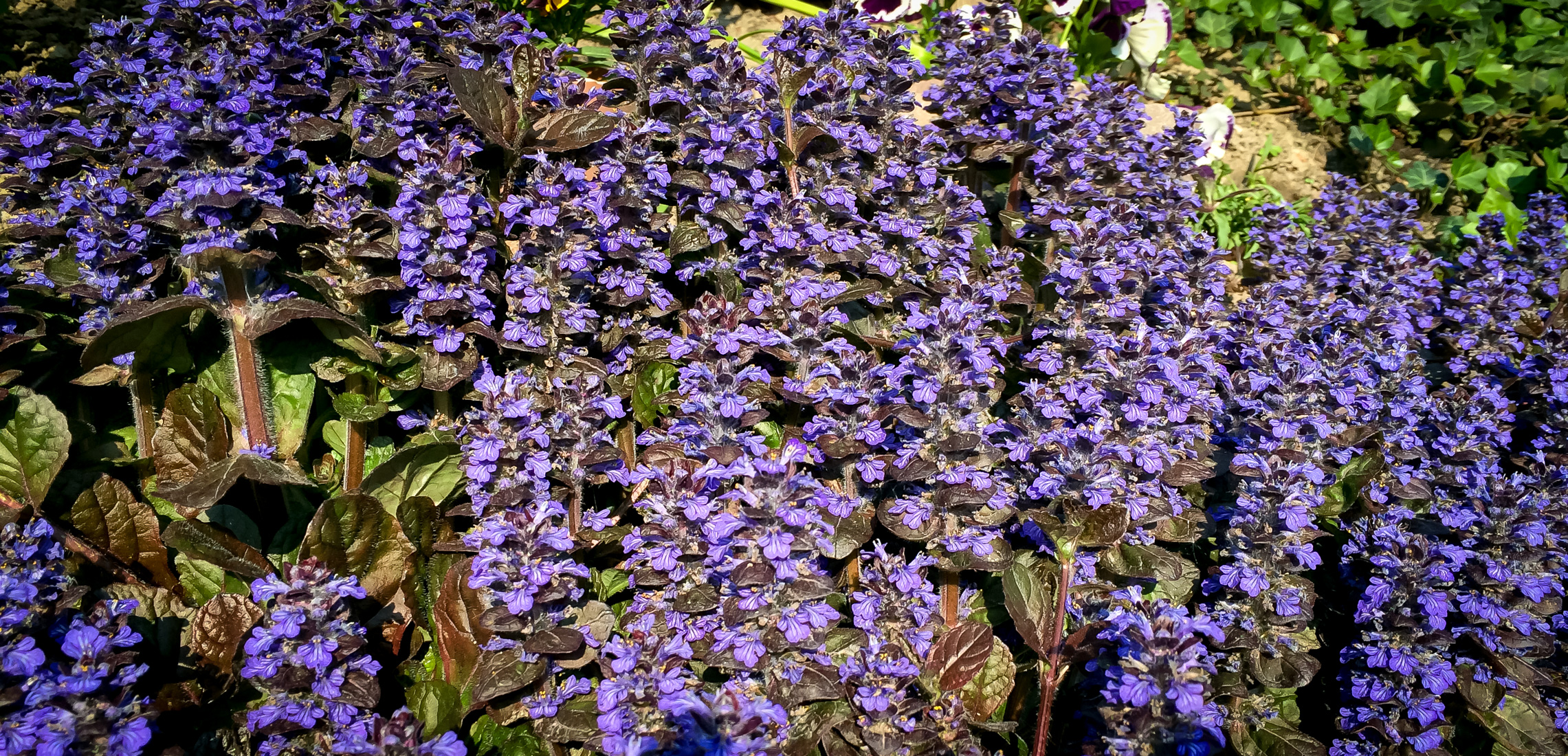 Dąbrówka rozłogowa Atropurpurea