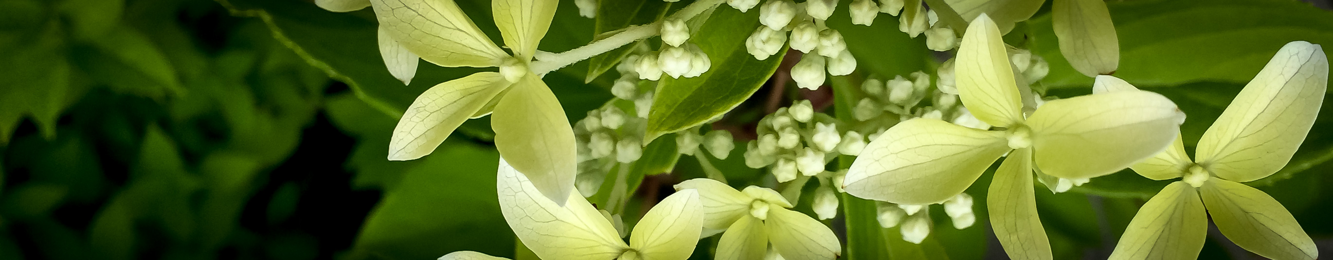 Hortensja bukietowa Great Star Le Vasterival
