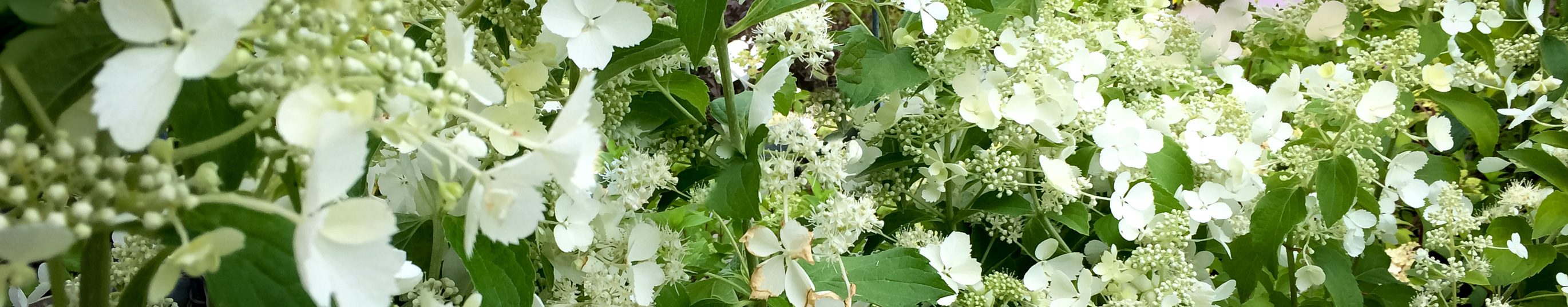 Hortensja bukietowa Unique