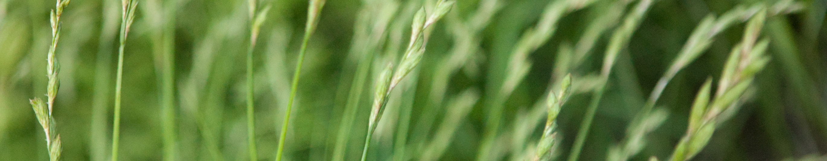 Turzyca palmowa Aureovariegata